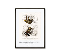 
              Charles Dessalines D'Orbigny - Three-toed Sloth (Bradypus ustus) and Aye-aye (Cheiromys madagascariensis)
            