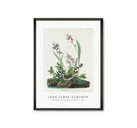 
              John James Audubon - Field Sparrow from Birds of America (1827)
            