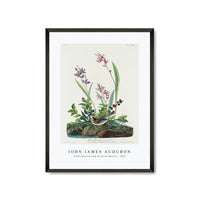 John James Audubon - Field Sparrow from Birds of America (1827)