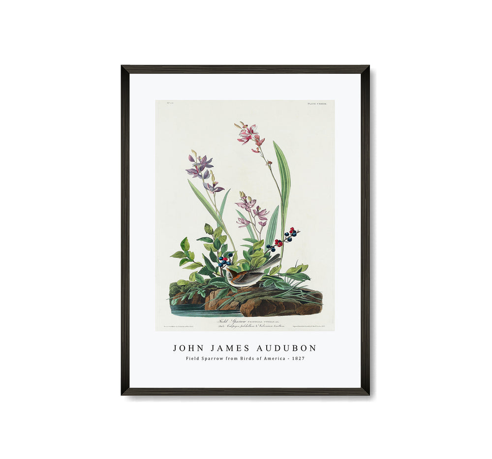 John James Audubon - Field Sparrow from Birds of America (1827)