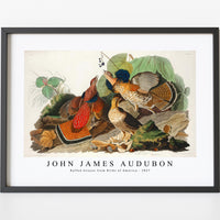 John James Audubon - Ruffed Grouse from Birds of America (1827)