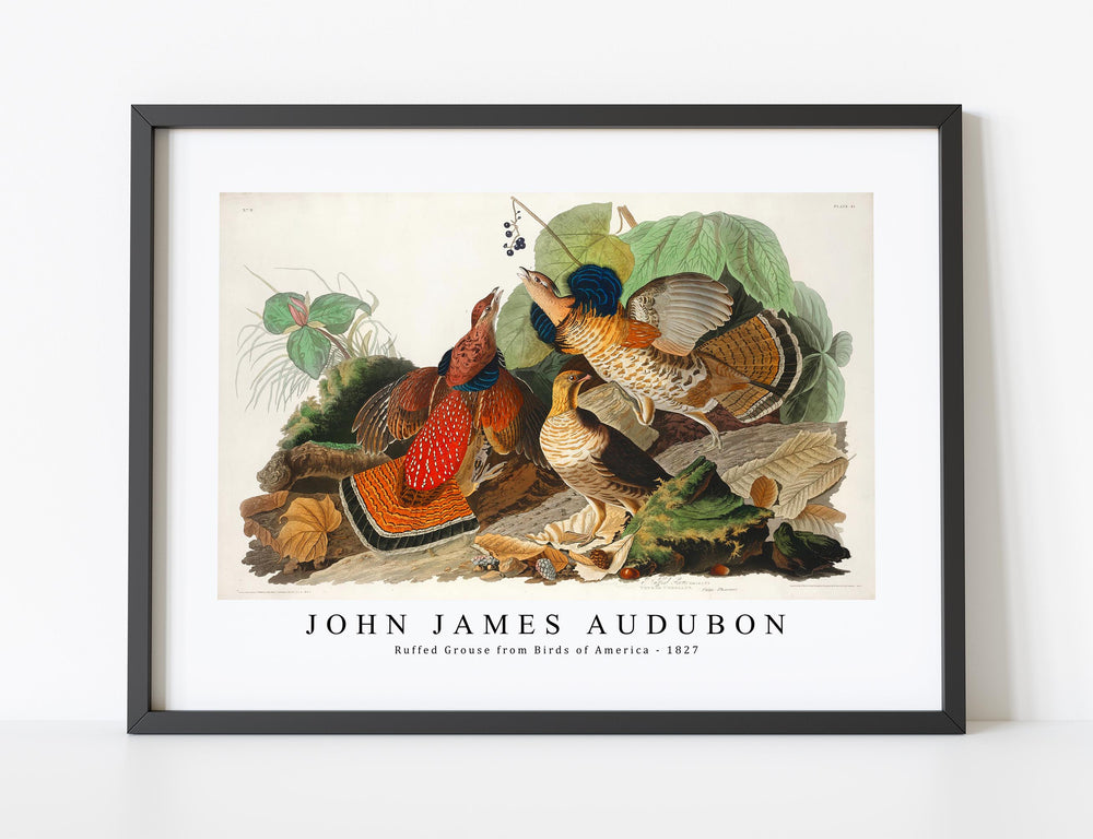 John James Audubon - Ruffed Grouse from Birds of America (1827)