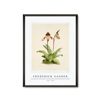 Frederick Sander - Cypripedium (hybridum) castleanum from Reichenbachia Orchids-1847-1920