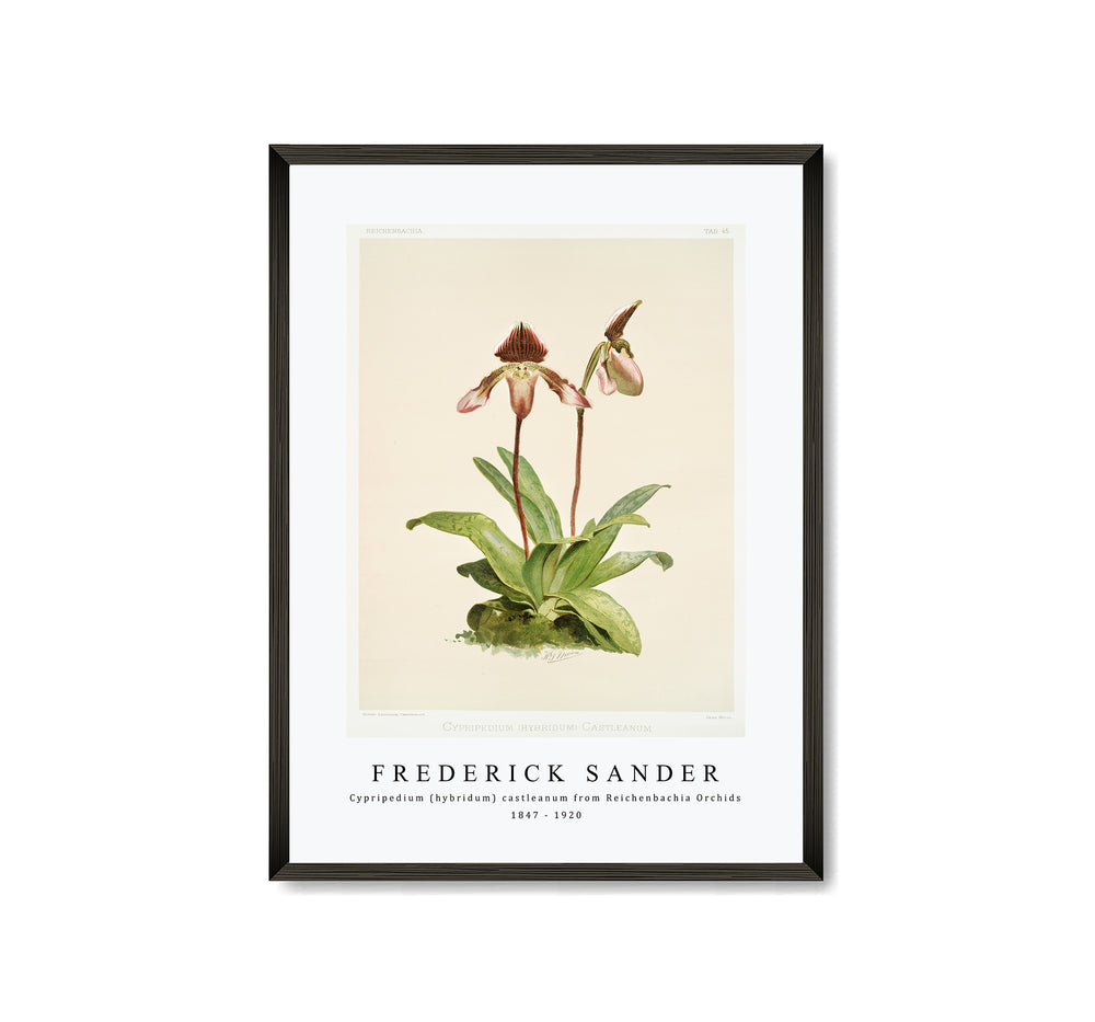 Frederick Sander - Cypripedium (hybridum) castleanum from Reichenbachia Orchids-1847-1920