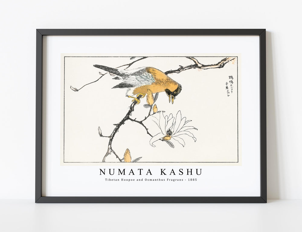 Numata Kashu - Tibetan Hoopoe and Osmanthus Fragrans illustration from Pictorial Monograph of Birds (1885)