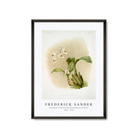 Frederick Sander - Coelogyne sanderæ from Reichenbachia Orchids-1847-1920