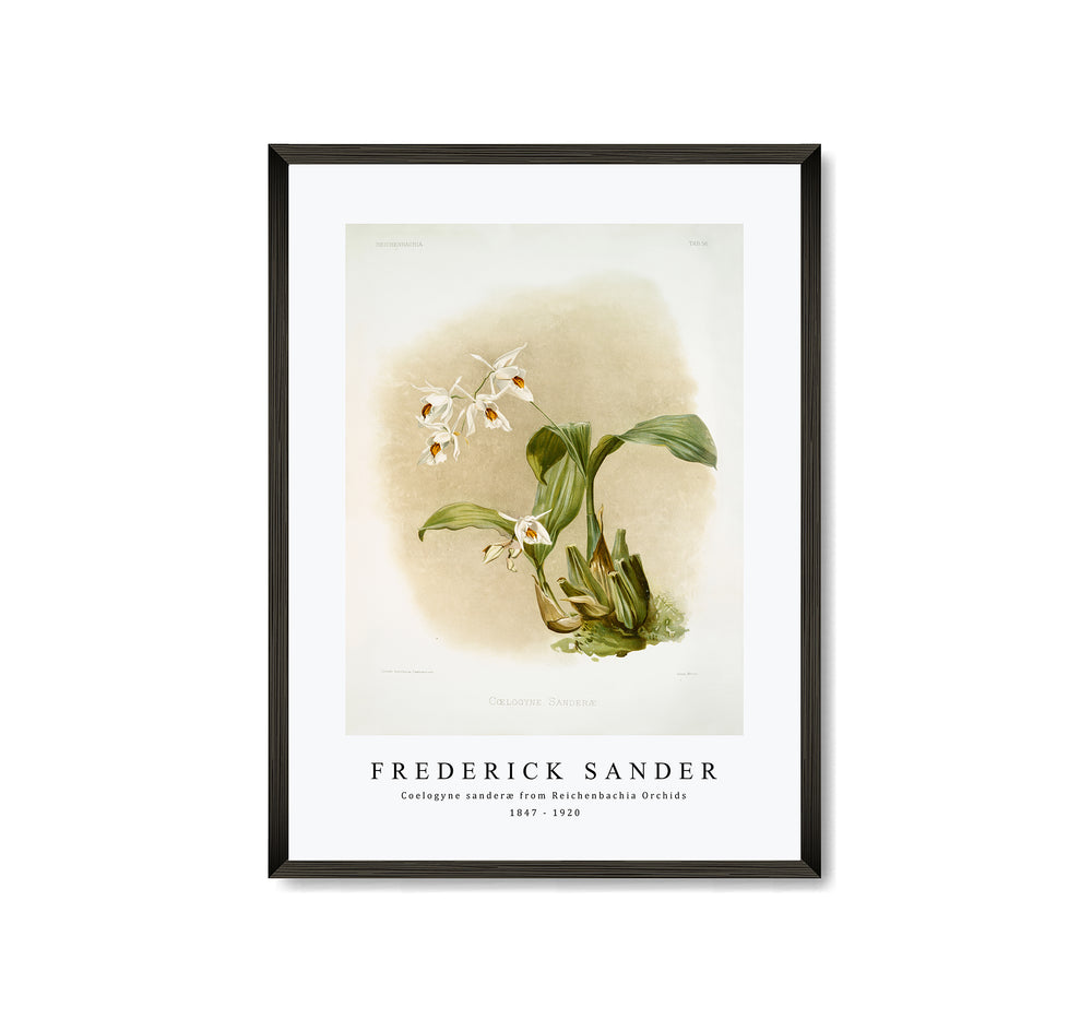 Frederick Sander - Coelogyne sanderæ from Reichenbachia Orchids-1847-1920