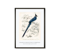 
              Charles Dessalines D'Orbigny - Black-throated magpie-jay (Pica colliei)
            