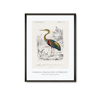 
              Charles Dessalines D'Orbigny - Purple heron (Ardea purpurea)
            