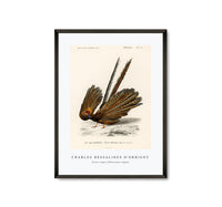 
              Charles Dessalines D'Orbigny - Great argus (Phasianus argus)
            