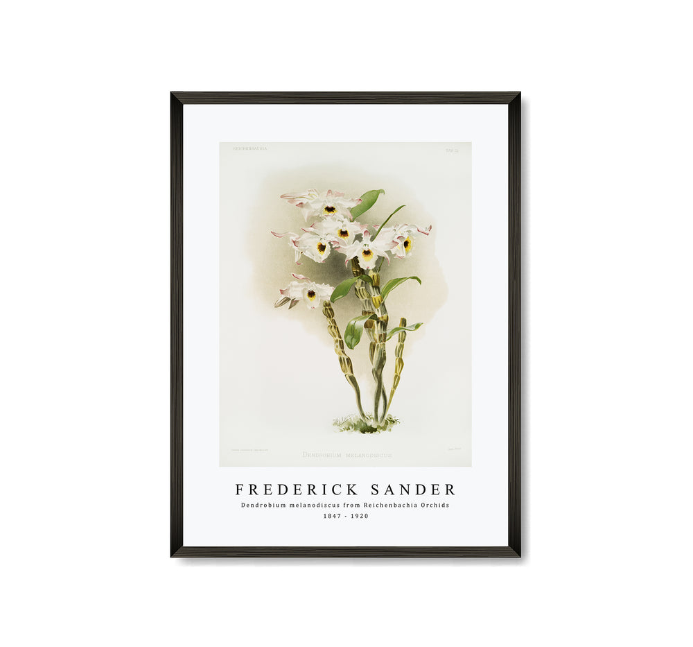 Frederick Sander - Dendrobium melanodiscus from Reichenbachia Orchids-1847-1920