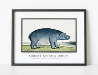 
              Robert Jacob Gordon - Hippopotamus amphibius capensis Hippopotamus (ca.1777)
            