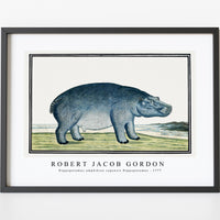 Robert Jacob Gordon - Hippopotamus amphibius capensis Hippopotamus (ca.1777)