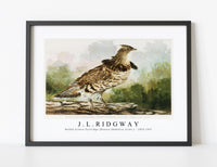 
              J L Ridgway - Ruffed Grouse Partridge [Bonasa Umbellus (Linn.) 1859-1947
            