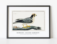 
              Robert Jacob Gordon - Falcon biarmicus Lanner falcon (1777–1786)
            