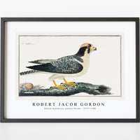 Robert Jacob Gordon - Falcon biarmicus Lanner falcon (1777–1786)