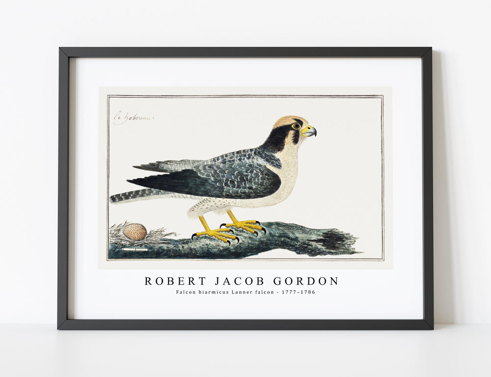 Robert Jacob Gordon - Falcon biarmicus Lanner falcon (1777–1786)