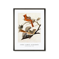 John James Audubon - Cardinal Grosbeak (1811)