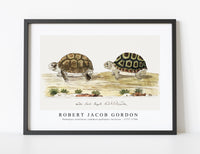 
              Robert Jacob Gordon - Homopus areolatus common padloper tortoise (1777–1786)
            