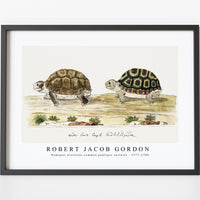 Robert Jacob Gordon - Homopus areolatus common padloper tortoise (1777–1786)