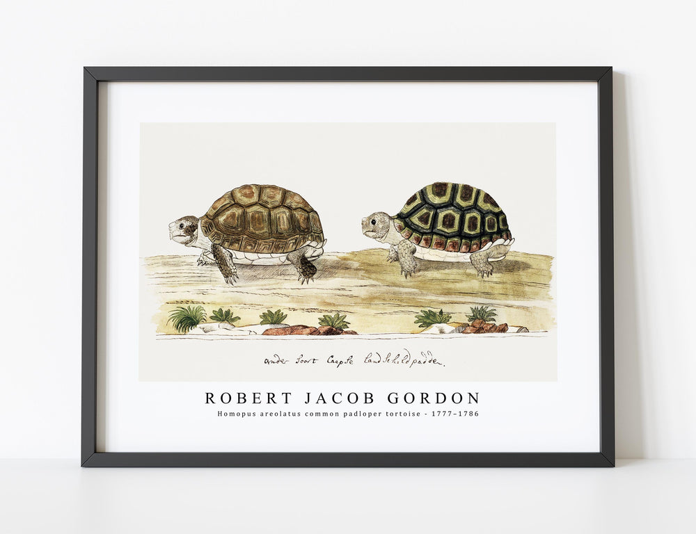 Robert Jacob Gordon - Homopus areolatus common padloper tortoise (1777–1786)