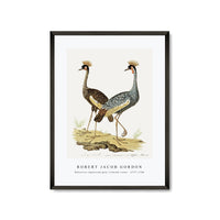 Robert Jacob Gordon - Balearica regulorum grey crowned crane (1777–1786)