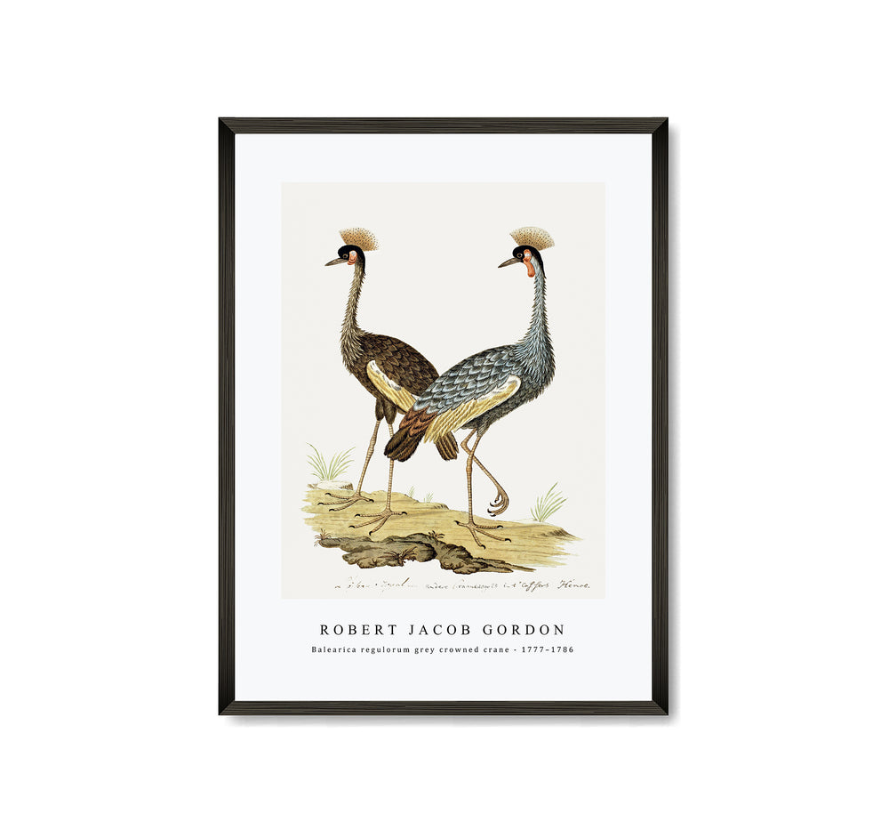 Robert Jacob Gordon - Balearica regulorum grey crowned crane (1777–1786)