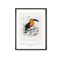 
              Charles Dessalines D'Orbigny - Toucan (Ramphastos)
            