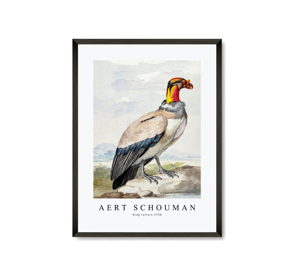 Aert schouman - King vulture-1758