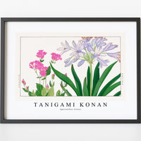 Tanigami konan - Agaranthus flower