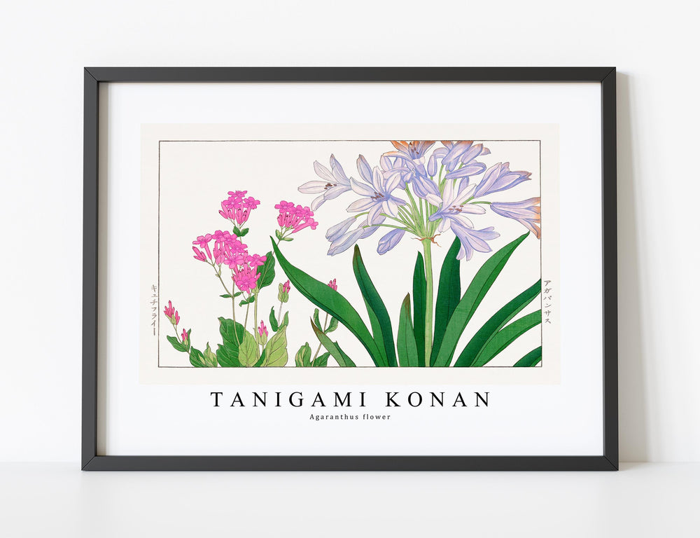 Tanigami konan - Agaranthus flower
