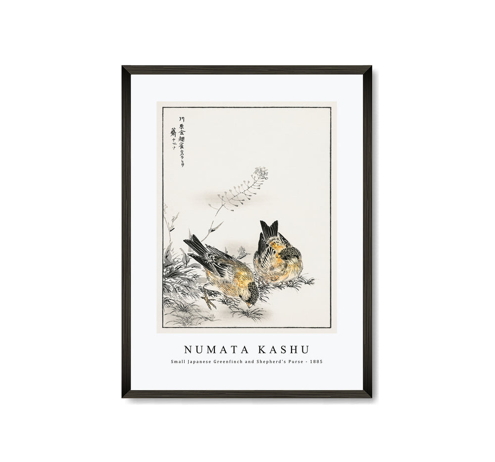 Numata Kashu - Small Japanese Greenfinch and Shepherd's Purse illustration from Pictorial Monograph of Birds (1885)