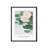 Ohara Koson - Water Lily (1920 - 1930) by Ohara Koson (1877-1945)