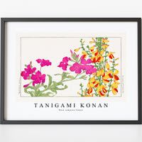 Tanigami Konan - Rose campion flower