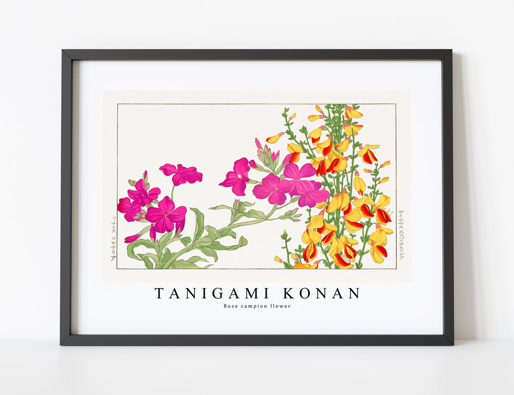 Tanigami Konan - Rose campion flower