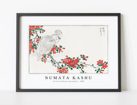 
              Numata Kashu - Parrot and Pyrus spectabilis illustration from Pictorial Monograph of Birds (1885)
            
