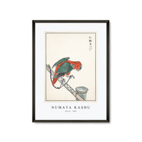 Numata Kashu - Macaw illustration from Pictorial Monograph of Birds (1885)