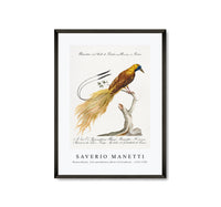 
              Saverio Manetti - Manucodiata, sive paradisaea (Bird of Paradise) 1723-1785
            