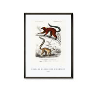 
              Charles Dessalines D'Orbigny - Lemur
            