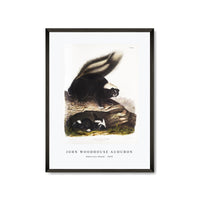 John Woodhouse Audubon - American Skunk (Mephitis Americana) from the viviparous quadrupeds of North America (1845)