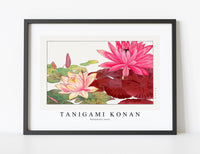 
              Tanigami Konan - Nymphaea lotus
            