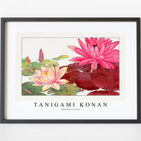 Tanigami Konan - Nymphaea lotus