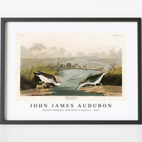 John James Audubon - Spotted Sandpiper from Birds of America (1827)