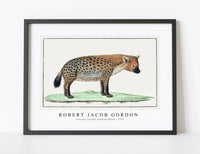 
              Robert Jacob Gordon - Crocuta crocuta spotted Hyena (1777)
            