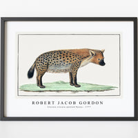 Robert Jacob Gordon - Crocuta crocuta spotted Hyena (1777)