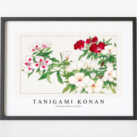 Tanigami Konan - Vintage godetia flower