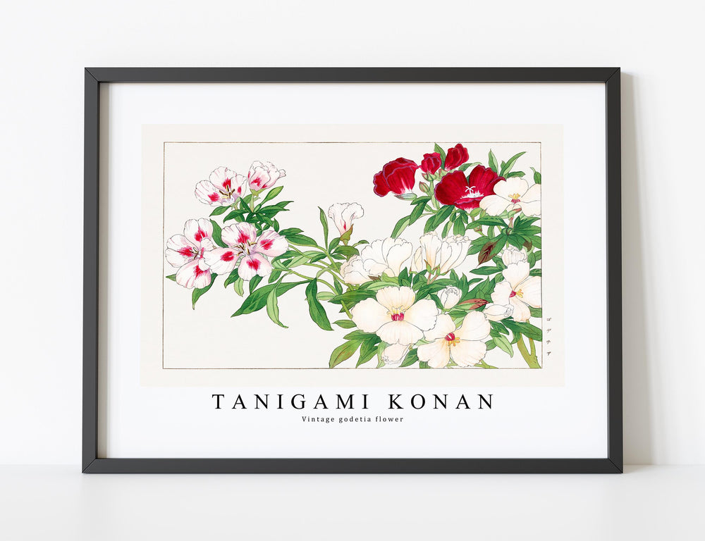 Tanigami Konan - Vintage godetia flower