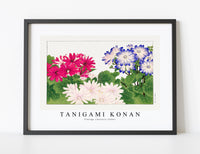 
              Tanigami Konan - Vintage cineraria flower
            