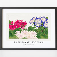 Tanigami Konan - Vintage cineraria flower