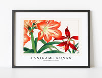 
              Tanigami Konan - Vintage amaryllis flower
            